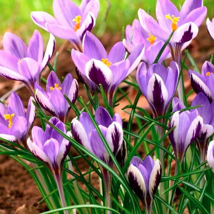 Krokus Spring Beauty Sadowniczy Pl