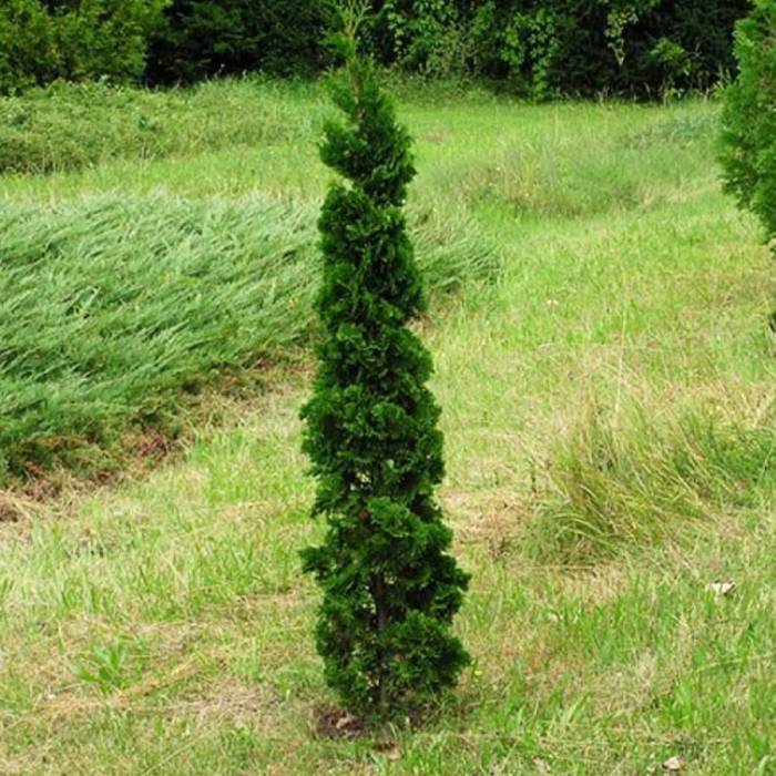 Thuja Tuja Żywotnik zachodni Spiralis Mini C2 Sadowniczy pl