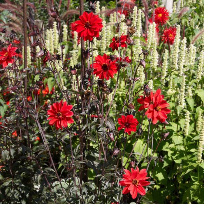 Dalia Karłowa - Dahlia variabilis liliput - Top Mix Red