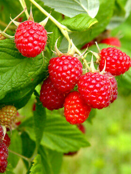 Malina późna Autumn Bliss (C2)