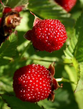 Malinotruskawka Malina ponętna Fantastyczny Duet w doniczce