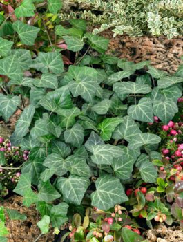 Bluszcz pospolity Woerner (C2)