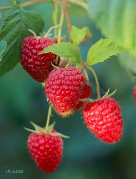 Malina Zamatos do mrożenia w doniczce