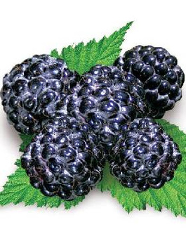 Malina czarna Plant Pack