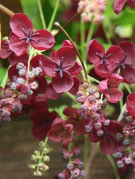 Akebia pięciolistkowa Czekoladowe pnącze (C2)