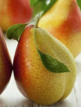 Grusza Król Sobieski Plant Pack