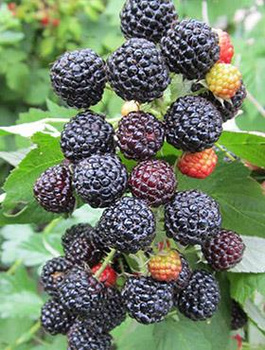 Malina czarna w doniczce (C2)