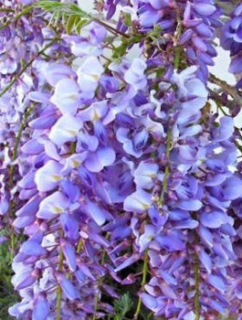 Glicynia kwiecista Blue Dream (C2)