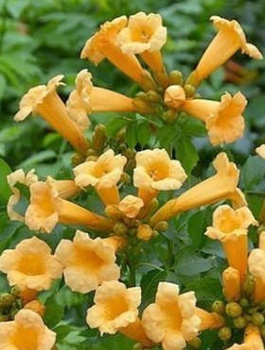 Milin amerykański Flava (C2)