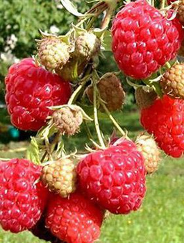 Malina Olbrzymia wczesna w doniczce