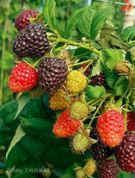 Malina czarna Heban Black Polka w doniczce