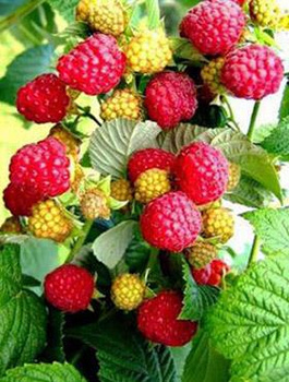 Malina powtarzająca owocowanie w doniczce (C2)