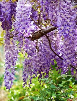 Glicynia chińska Wisteria Multijuga