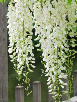 Glicynia chińska Wisteria Alba (C2)