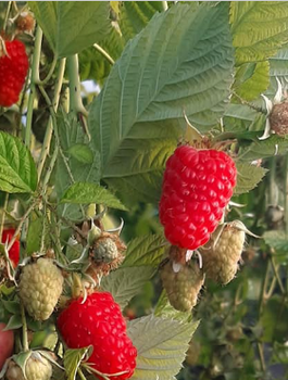 Malina Husaria powtarzająca owocowanie w doniczce