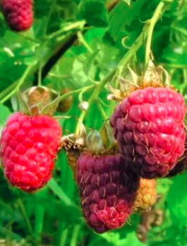 Malina czerwona Willamette (C2)