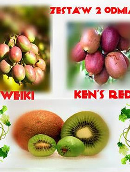 MINI KIWI Aktinidia Zestaw dwóch plennych odmian