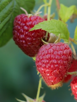 Malina Malling Seedling w doniczce