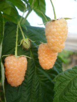 Malina Promyk żółta w doniczce