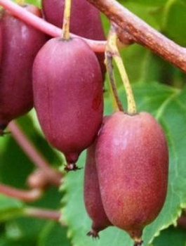 MINI KIWI Aktinidia ostrolistna Hardy Red żeńska (C2)