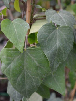 Bluszcz kolchidzki Denata (C2)