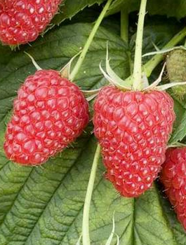 Malina Laszka w doniczce (C2)