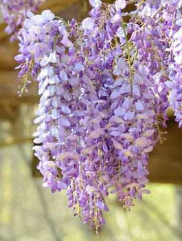 Glicynia chińska fioletowa (C2)