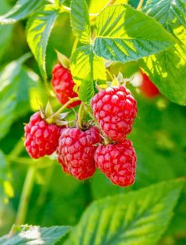 Malina Glen w doniczce