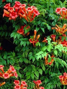 Milin amerykański Flamenco (C2)