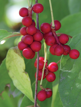 Cytryniec chiński Schisandra chinesis (C2)