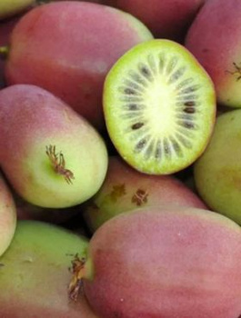 MINI KIWI Aktinidia ostrolistna Weiki żeńska