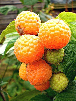 Malina żółta jesienna Golden Queen