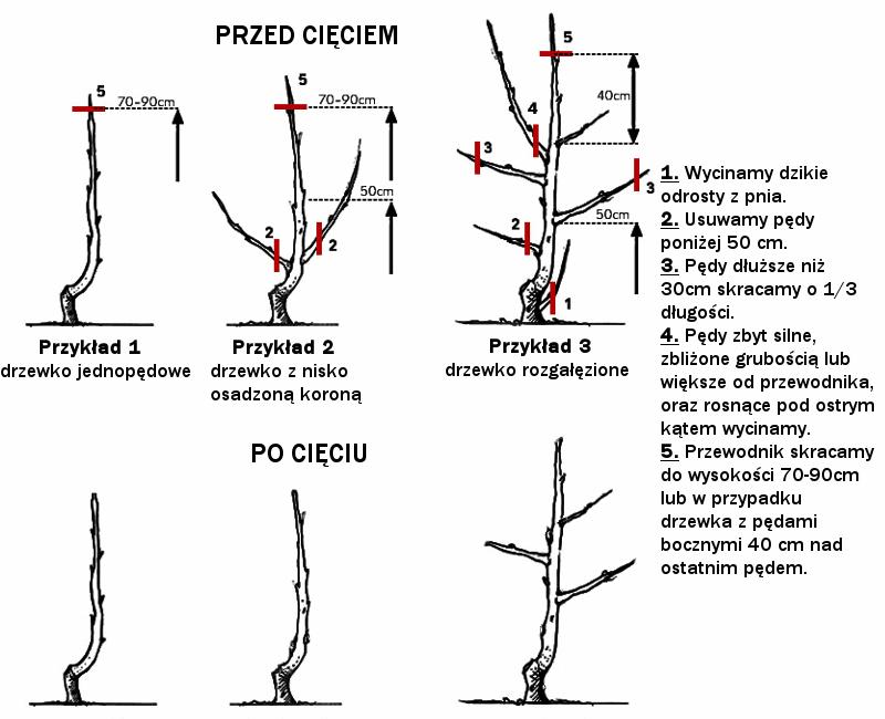 Drzewka Owocowe Cięcie I Pielęgnacja Młodych Drzewek Owocowych Blog I Poradnik Ogrodniczy 7585