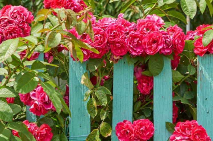rustykalny ogrod - pnąca róża