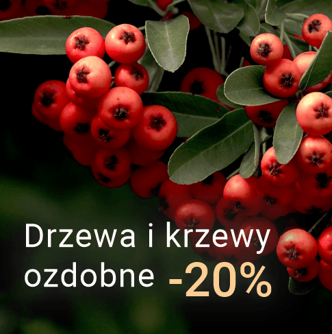 Drzewa i krzewy liściaste -20%