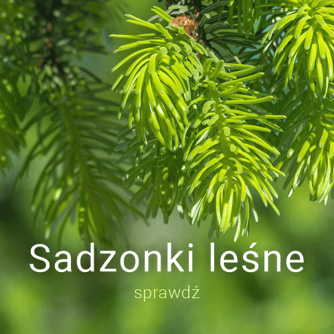 Sadzonki leśne