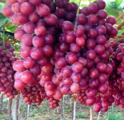 Winorośle - odmiany, przeznaczenie, uprawa amatorska