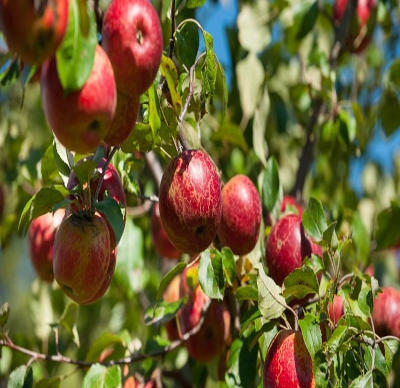 Usuwanie nadmiaru zawiązków owocowych z drzew