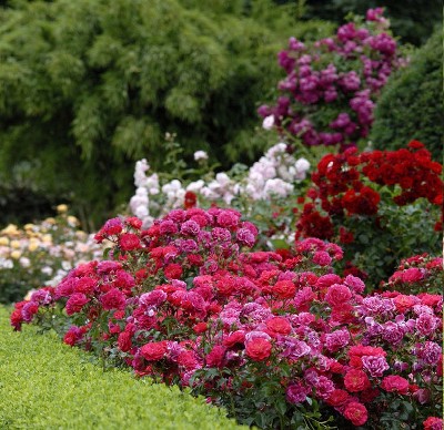 Róże miniaturowe okrywowe do ogrodu jak dbać