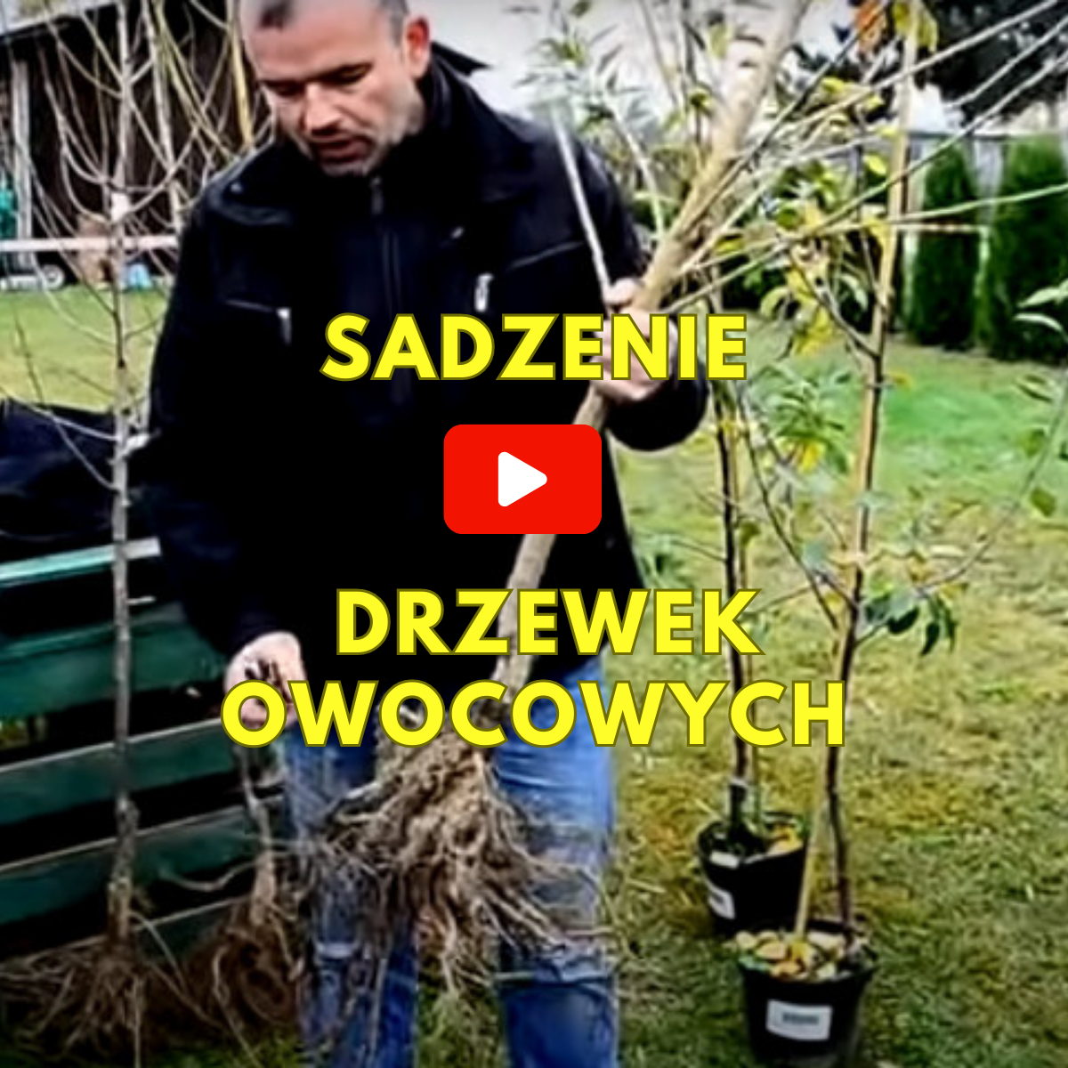 Jak przycinać drzewka owocowe - Sadowniczy.pl