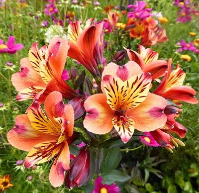 Alstremeria – egzotyczne piękno w Twoim ogrodzie