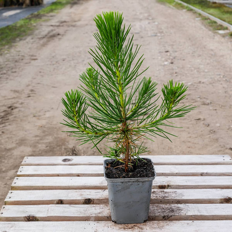 Sosna Thunberga (C2)