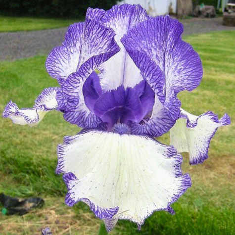 Irys niski Kosaciec Petite Polka biało-fioletowy