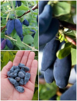 Jagoda kamczacka Jagodowy zestaw 3 plennych odmian