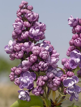 Lilak pospolity Pamięć o Wawiłowie pachnący (C2)