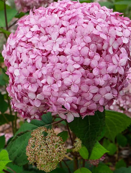Hortensja krzewiasta Pink Annabelle różowe i duże kwiaty (C2)