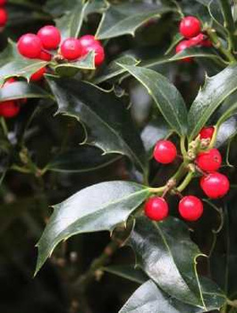 Ostrokrzew kolczasty Alaska żeński (P9)