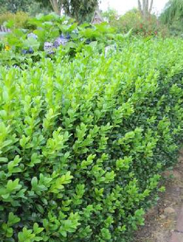 Ostrokrzew bukszpanowy karbowanolistny Glory Gem (C2)