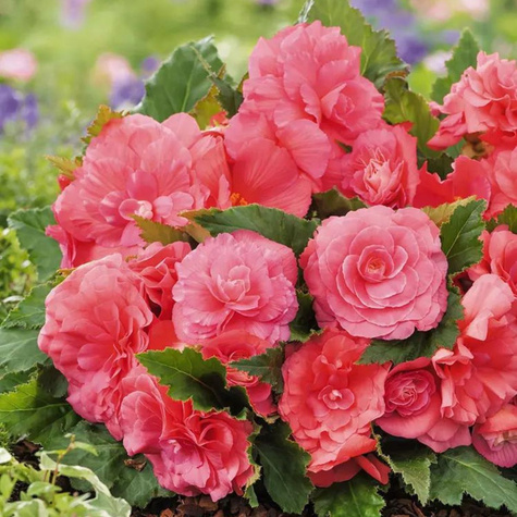 Begonia bulwiasta Non Stop różowa tuberhibrida