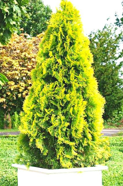 Thuja Tuja Żywotnik zachodni Golden Smaragd doniczka